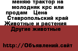 меняю трактор на молодняк крс или продам › Цена ­ 15 000 - Ставропольский край Животные и растения » Другие животные   